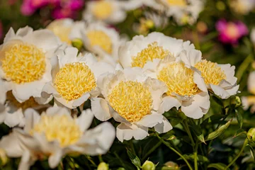 Colorful peonies in full bloom create a stunning garden scene on a bright sunny day © Maksim Shebeko