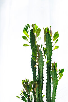 African milk tree cactus on a white background with copy space.