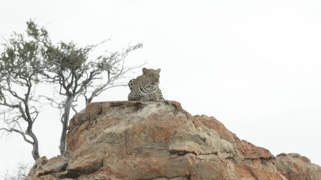 A leopard is lying camouflaged on top of a rock, scanning her surroundings on a windy, cloudy day in Botswana.