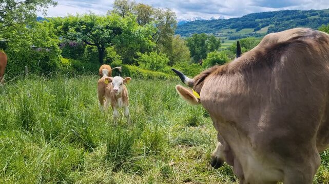 A herd of cows with a young calf grazes in a lush green meadow near Bern, Switzerland, enjoying the spring sunshine in a free-range pasture system against a scenic alpine foothill landscape