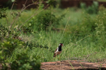 Red-Wattled Lapwing Standing on Ancient Brick Ruins in Thailand © blueringmedia