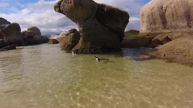Boulder Beach African Penguins swimming in turquoise waters near Simon's Town in South Africa.