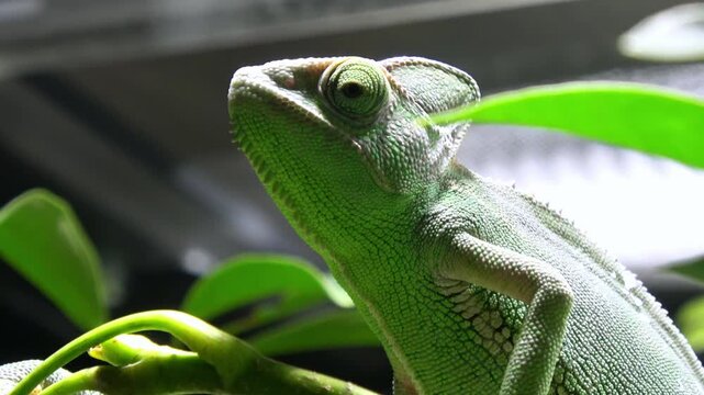 The Veiled Chameleon, Chamaeleo Calyptratus, watching around. 4K