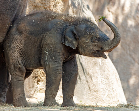 Baby Asian elephant standing close to an adult, its trunk curled playfully at the St. Louis Zoo in St. Louis, Missouri