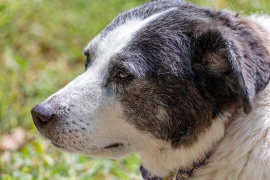 Portrait of a mixed breed, older, black and white dog with a gentle expression, set against a blurred outdoor background
