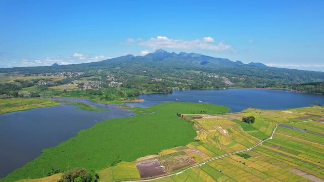 Aerial drone footage of Selorejo dry yellow rice field area, green aquatic grasses, in the water reservoir, Ngantang area, Malang recency, Java island, Indonesia, and mountains behind