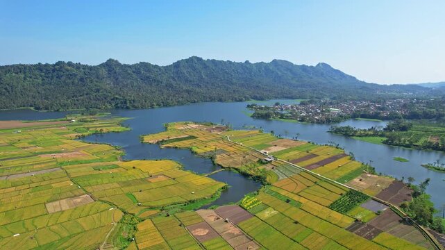 Aerial drone footage of Selorejo dry yellow rice field area ,the water reservoir, in Ngantang area, Malang recency, Java island, Indonesia, with the village, and mountains behind, and a river