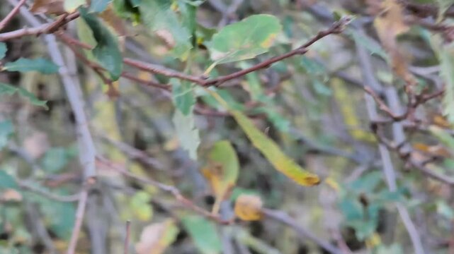 Leaf since close moving by the air
