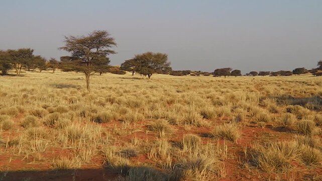 wildlife oryx on red desert sand in Namib Solitaire desert of the Namibia Africa.