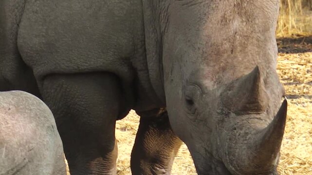 White rhinos, eating grass from the ground. Omaruru reserve, Namibia Africa.