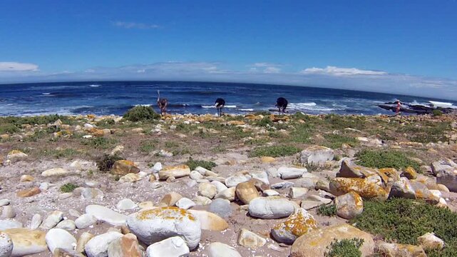 Ostrichs, Struthio camelus, in the beautiful coast at the Cape of Good Hope, South Africa. A Wild Ostrich within the Table Mountain National Park, Cape Peninsula.