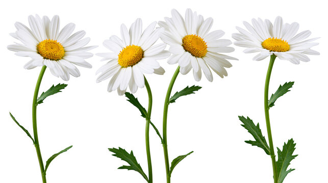 Three white daisies with yellow centers and green stems