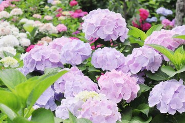Fototapeta premium 梅雨の満開の薄紫のアジサイの花