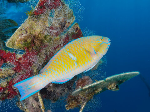Beautiful parrot fish from Cyprus