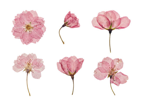 Beautiful array of six pressed pink cherry blossom blooms, each distinct and captured in a detailed raster image.