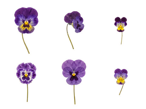 Six assorted vibrant pansy flowers with purple, yellow, and white petals and stems, transparent background.