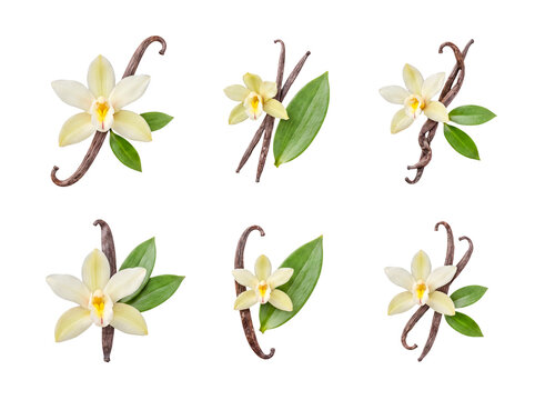 Variety of vanilla orchid flowers with pods and green leaves presented on transparent background.