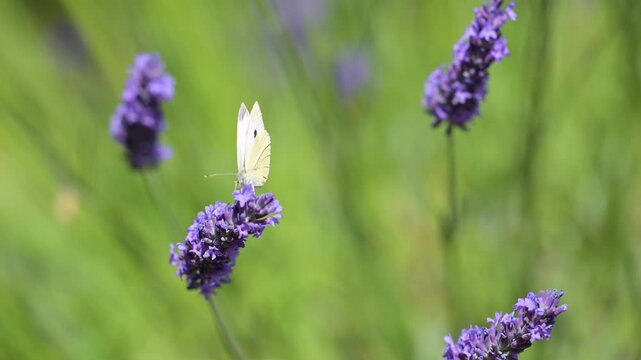 Large White Butterfly feeding the nectar of Lavender and flying away in summer in a domestic garden and flying away. Pieris brassicae, Lavandula sp, Indre-et-Loire 37, r&eacute;gion Centre, France, Europe