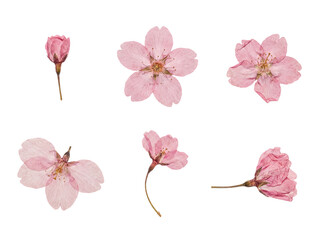 Six delicate pink cherry blossom flowers, individually pressed and preserved, presented as a raster photograph. © Sarah