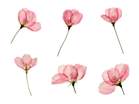 Assortment of six beautifully pressed pink cherry blossom flowers.