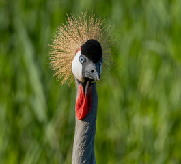 Fototapeta premium grey crowned crane