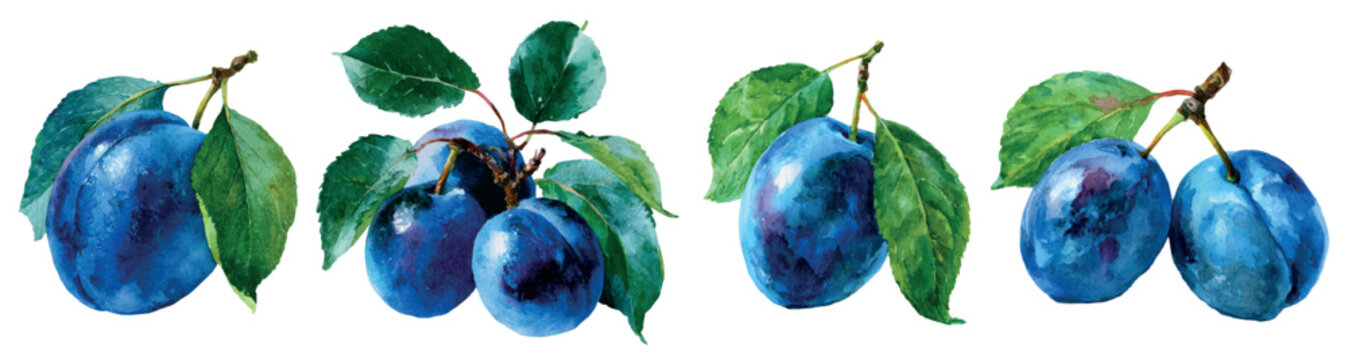 Fresh blue purple plums hanging from branches with vibrant green leaves, ripe organic fruit watercolor botany painting illustrating healthy food and autumn harvest