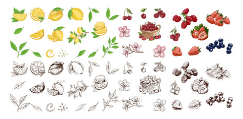Fruit and berry collection hand drawn vintage engraving botanical illustration set with lemon cherry raspberry strawberry blueberry and blossom elements © Mariia Mazaeva