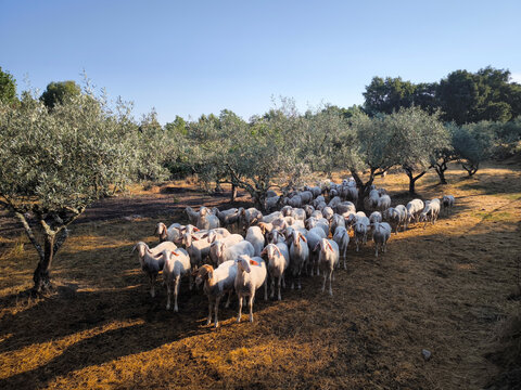 Rebanho de ovelhas no campo pastando &agrave; sombra de um olival numa manh&atilde; ensolarada de ver&atilde;o