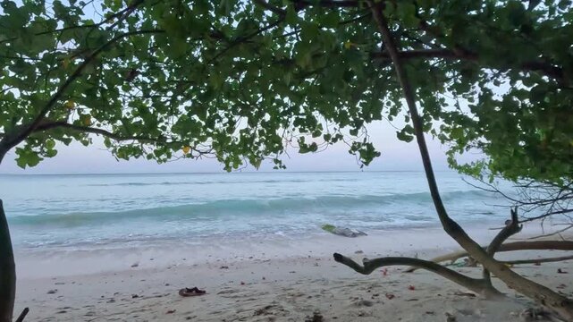 Lush Tropical Trees Overhanging a White Sand Beach and Turquoise Ocean