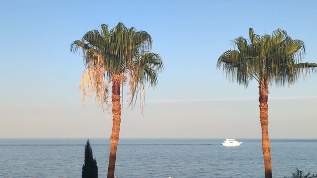 A serene tropical beach scene with palm trees and a yacht on calm waters under a clear blue sky.