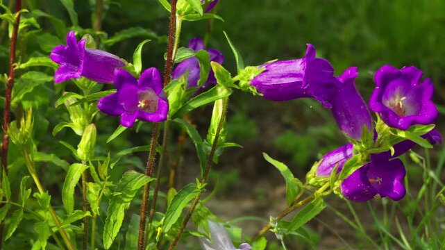 Vibrant Purple Bellflowers Blooming in a Sunny Summer Garden Landscape