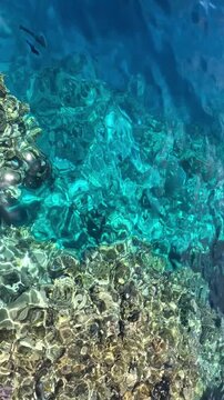 Clear blue water reveals a vibrant coral reef beneath the surface, showcasing marine life and underwater textures.