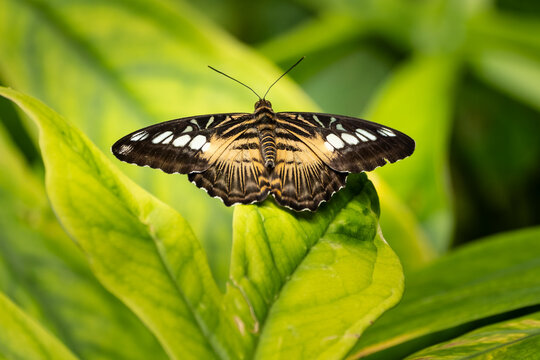Pictured is a butterfly of the species Parthenos sylvia , also known as the clipper