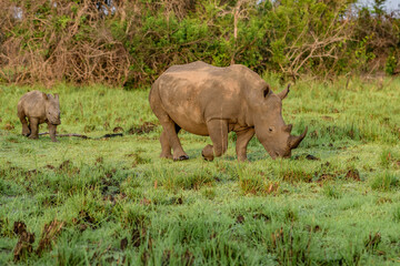 Fototapeta premium White rhinoceros (Ceratotherium simum) with calf in natural habitat, South Africa