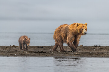 Ruling the landscape, brown bears of Kamchatka (Ursus arctos beringianus) © vaclav