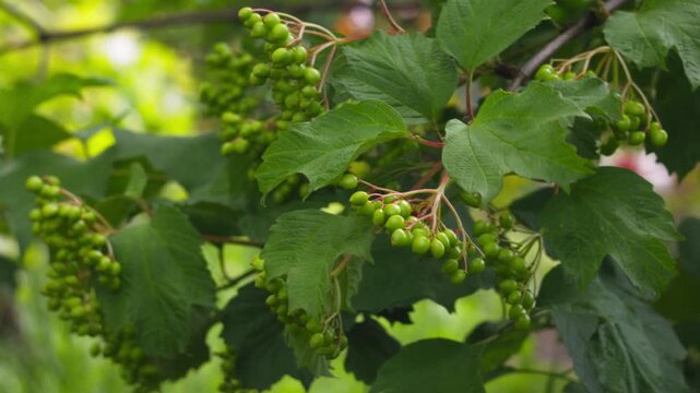 Fresh Green Viburnum Berries Growing on Shrub Branches in Summer Garden