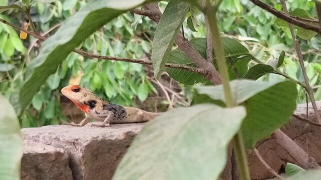 Wild lizard on wall. Agama Lizard resting on tree trunks. Different forms of the same chameleon. Animal chameleon panther lizard. Colorful beautiful on branch. 4K Footage.