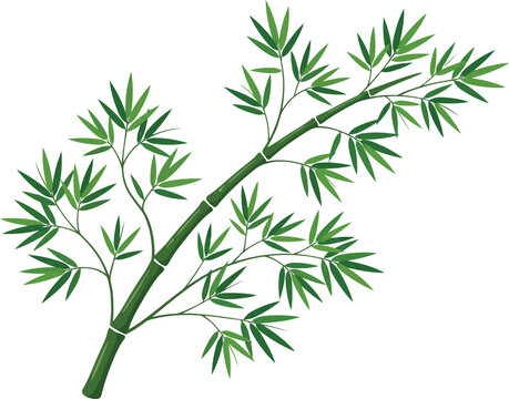 A beautiful green bamboo branch with fresh leaves illustration