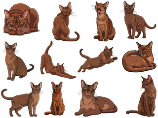Obraz premium Havana Brown cat 12 profile poses bundle pack vector illustration