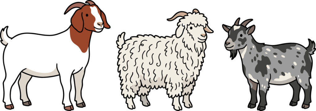 Farm Animals Vector Set Featuring Brown Head Boer Goat White Fluffy Angora Goat and Grey Spotted Pygmy Goat for Livestock Agriculture Graphic Designs