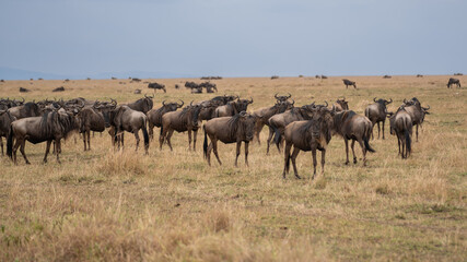 Fototapeta premium Wildebeest migration, Serengeti National Park, Tanzania, Africa