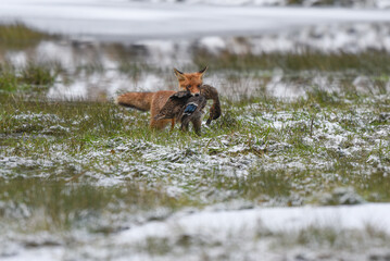 Obraz premium Red fox carrying prey in a snowy field during winter with vulpes predator wildlife outdoors