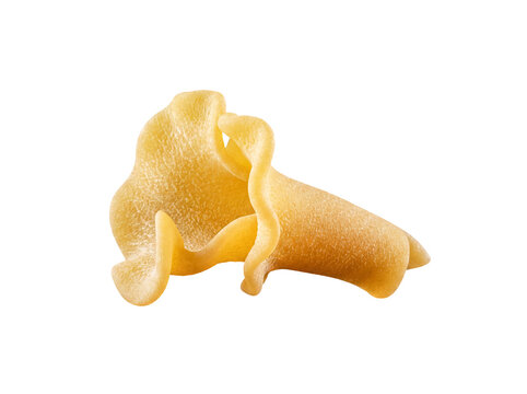 Single piece of dry gigli pasta, an Italian lily-shaped or trumpet-shaped macaroni, on transparent background.