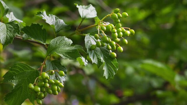 Fresh Clusters of Green Viburnum Berries Hanging on a Sunny Summer Branch