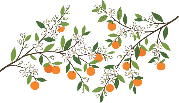 Decorative illustration of orange tree branches with fresh green leaves, small white blossoms and ripe citrus fruits in a hand drawn artistic sketch style design