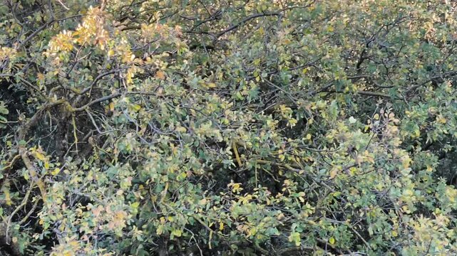 The leafes of the tree is changing of color