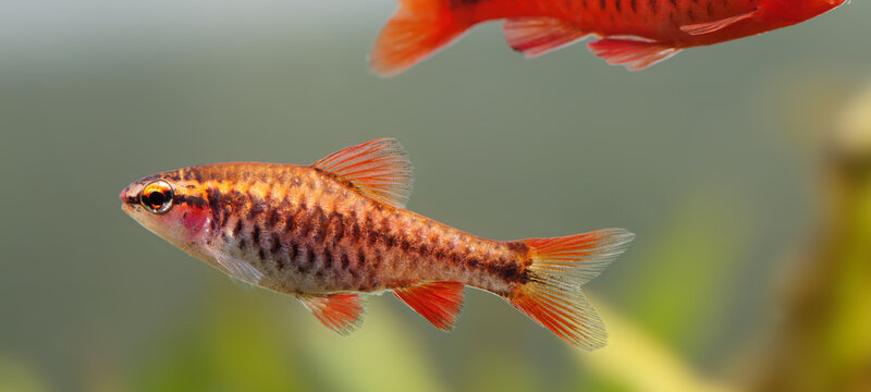 Aquarium fish Cherry barb, puntius titteya. macro shallow depth of field, selective focus photo