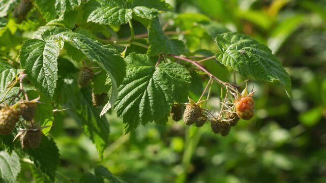 Fresh Green Unripe Raspberries Growing on a Bush in a Sunny Garden Orchard