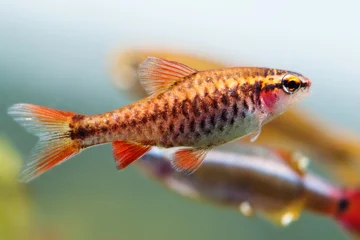 Close-up aquarium fish Cherry Barb, Puntius titteya Cyprinidae, female. © besjunior