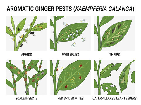 Plant pests infographic showing common insects like aphids whiteflies thrips scale mites and caterpillars damaging aromatic ginger leaves in garden